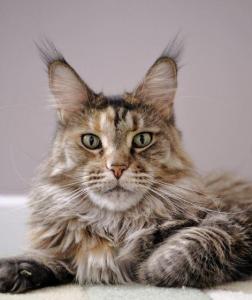 maincoon2-genovelo.jpg